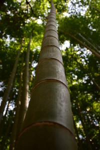 Bamboo grove in Arashiyama