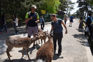 Feeding wild deer in Nara
